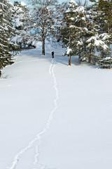 The trail in the snow. Forest landscape in the winter.