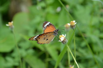 ิbutterfly with nature