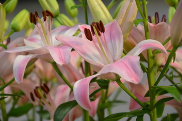 Obraz premium Rosa Lilien aufgeblüht