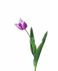 Spring pink tulip isolated on white