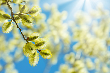 Naklejka premium Flowering branch of willow on a background of the sunny sky