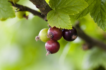 currant berries  