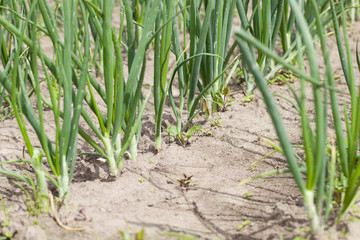 leaves leek  