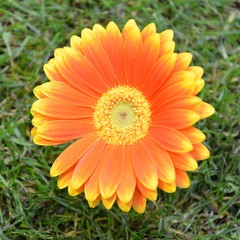 Orange Gerbera auf Wiese