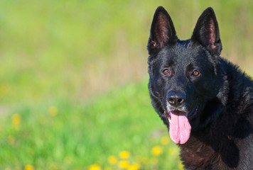 Black german shepherd outdoors. Space for text.