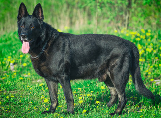 Portrait of black beautiful german shepherd outdoors.