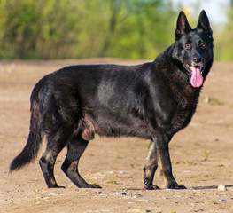 Portrait of black beautiful german shepherd outdoors.