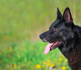 Black german shepherd outdoors. Space for text.