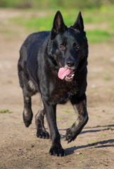 Portrait of black beautiful german shepherd outdoors.