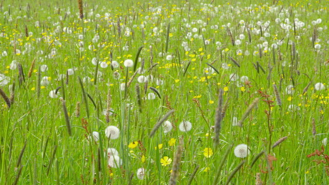 Beautiful Spring Meadow with Wildflowers - camera pan