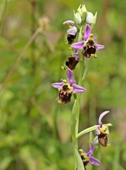 Obraz premium Hummel-Ragwurz (Ophrys holoserica) 