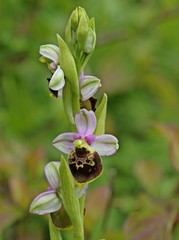 Hummel-Ragwurz (Ophrys holoserica)
