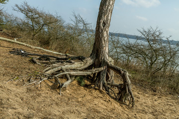Old tree roots near the Kaunas Lagoon