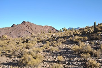 Altiplano. Bolivia