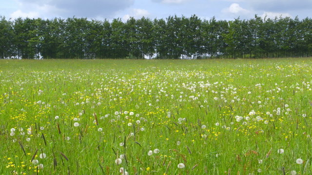 Beautiful Spring Meadow with Wildflowers