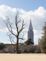 winter park in Tokyo