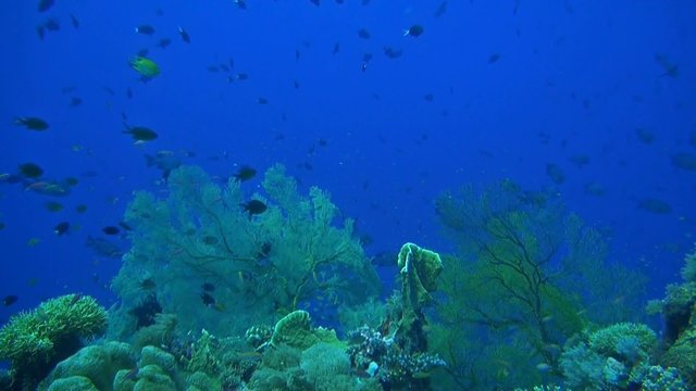Coral reef with plenty fish and huge sea fans
