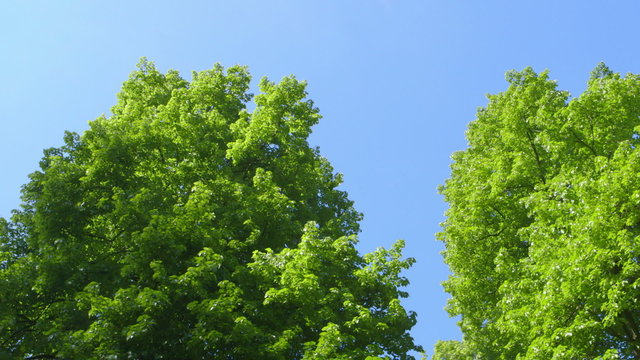 Nature - Branches full of Fresh Green Leaves - camera pan