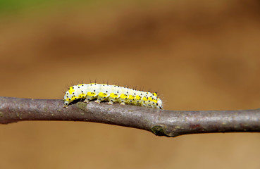 Yellow caterpillar