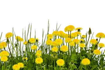 Pięknie kwitnące żółte kwiaty mniszka lekarskiego na białym tle © IreneuszB