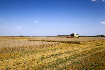 Fototapeta premium harvesting 
