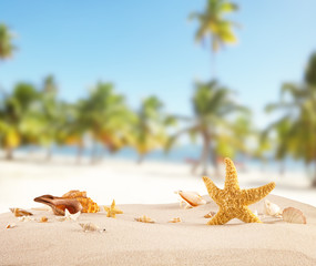 Fototapeta na wymiar Sandy beach with seashells