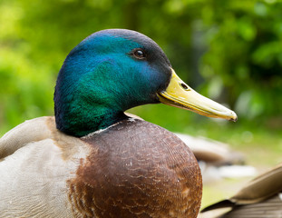 Mallard