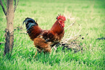 Rooster on a background of  grass