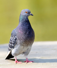 Portrait of a pigeon