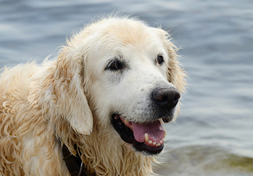 Portrait of wet golden retriever dog after swimming in the sea