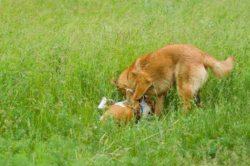 Two dogs fighting in spring grass