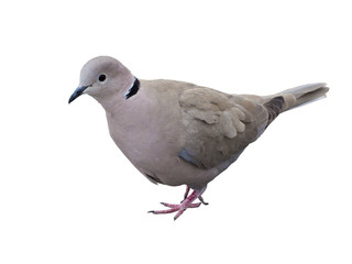 pigeon isolated with path on white background