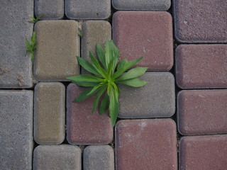 Green plant at belt tiles
