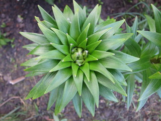Obraz premium Lílium flower before flowering