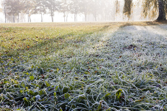 frozen grass  