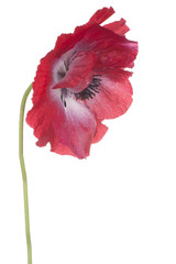Fototapeta premium poppy