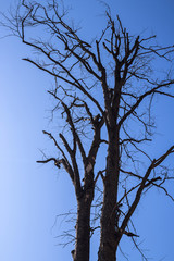 dead, dried out tree