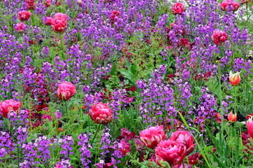 Hintergrund - Buntes Blumenfeld mit gefüllten Tulpen - lila-rot
