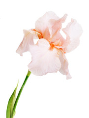 macro de fleur d& 39 iris