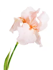 Crédence de cuisine en verre imprimé Iris macro de fleur d& 39 iris