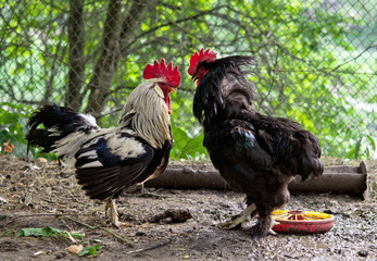 fight of cocks