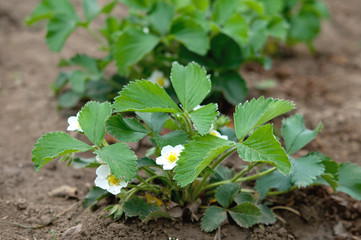 strawberry flowers