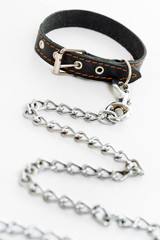 leash dog on a white background