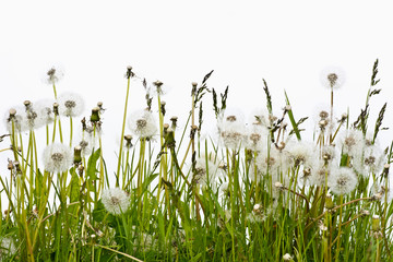 Przekwitłe kwiaty mniszka lekarskiego na białym tle