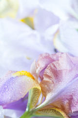 Fototapeta na wymiar iris flower macro