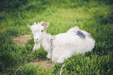 Fototapeta premium domestic goat lying on grass