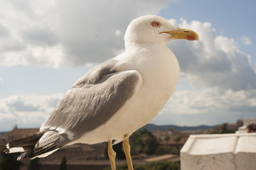 seagull
