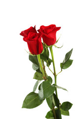 Three fresh red roses on white background
