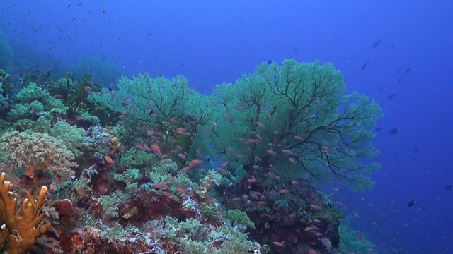 Colorful Coral reef with plenty fish and huge sea fans