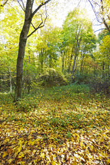 Naklejka premium the autumn wood 